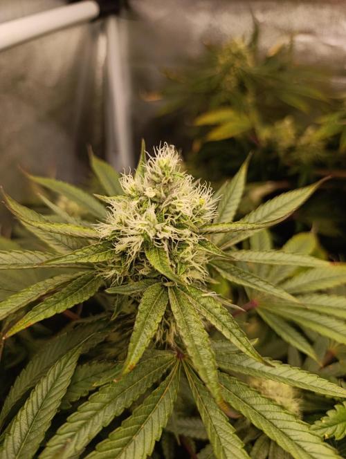 Děkuji Babičko. Week 12