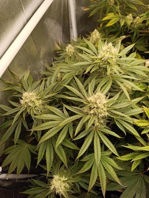 Děkuji Babičko. Week 12