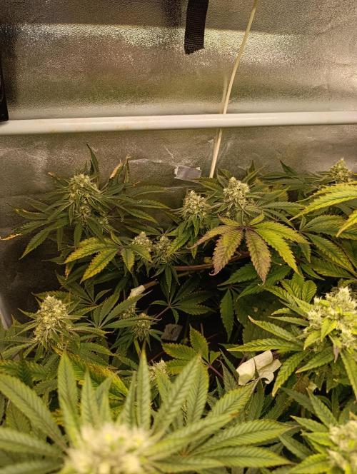 Děkuji Babičko. Week 12