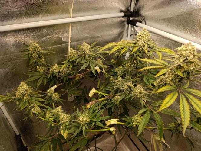 Děkuji Babičko. Week 13