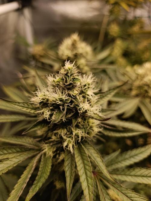 Děkuji Babičko. Week 13