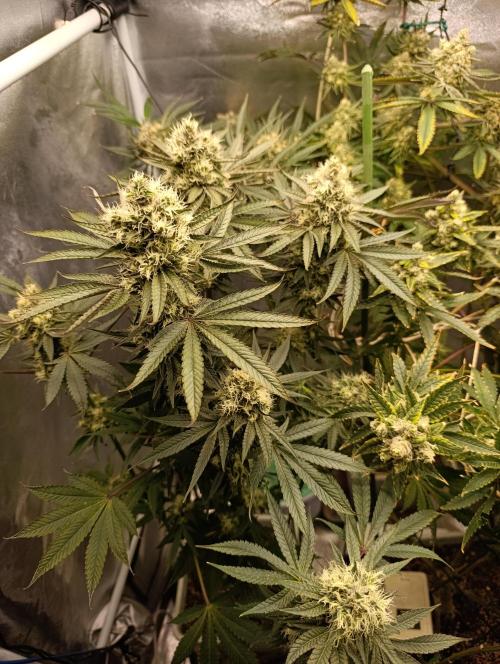 Děkuji Babičko. Week 13