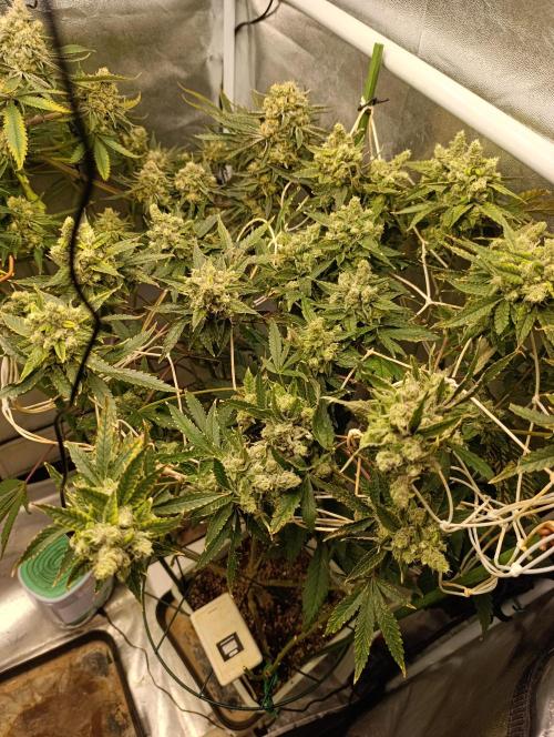 Děkuji Babičko. Week 13