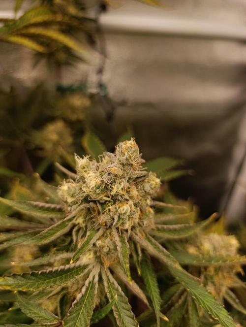 Děkuji Babičko. Week 13