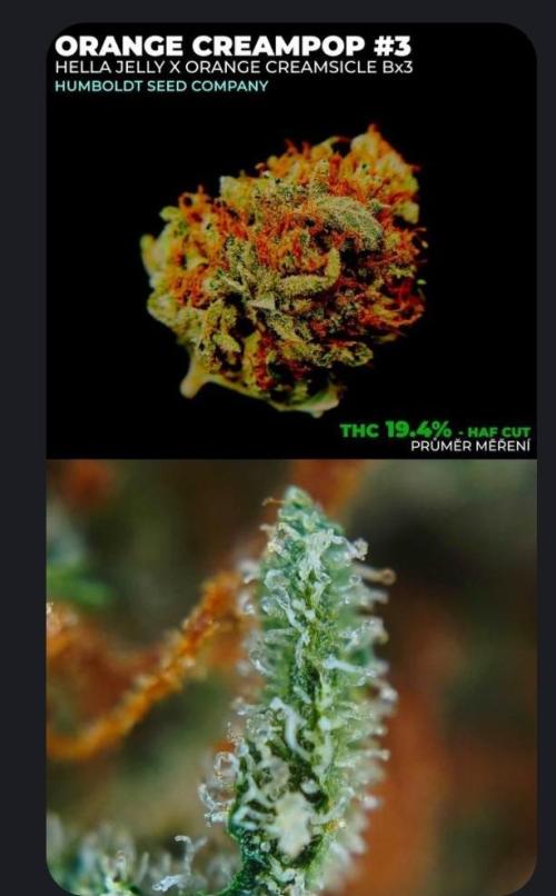Orange Box. Week 18