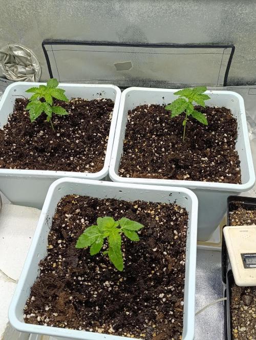 Godfather Bomb. Week 2