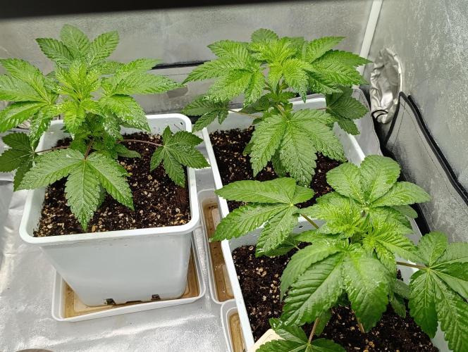Godfather Bomb. Week 3