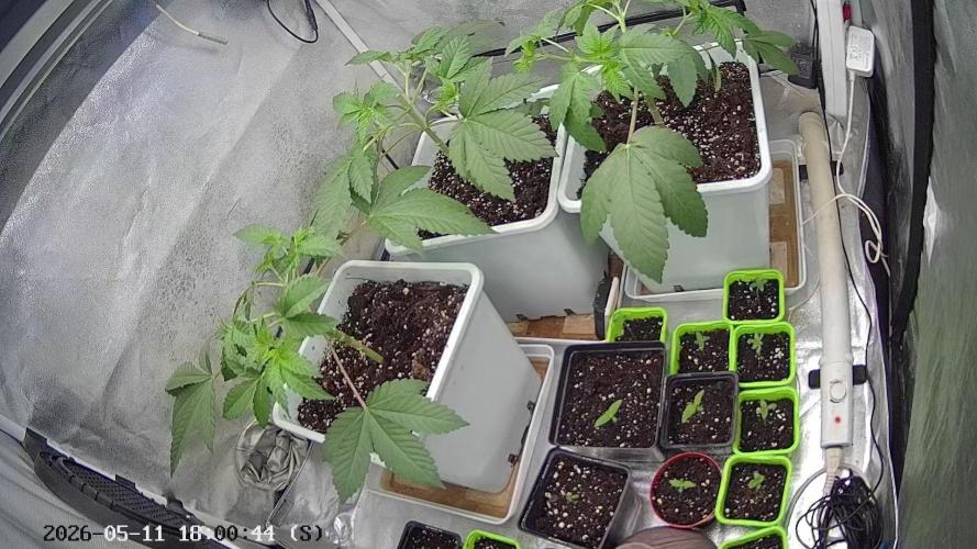 Godfather Bomb. Week 4