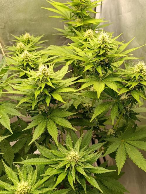 Godfather Bomb. Week 9