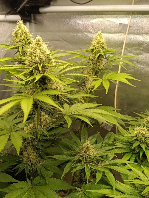 Godfather Bomb. Week 10