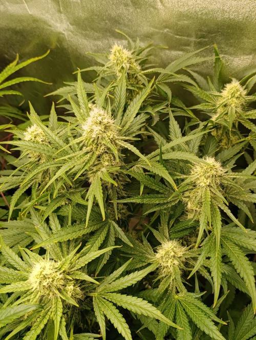 Kouzelný 🌀ZA🌀. Week 8