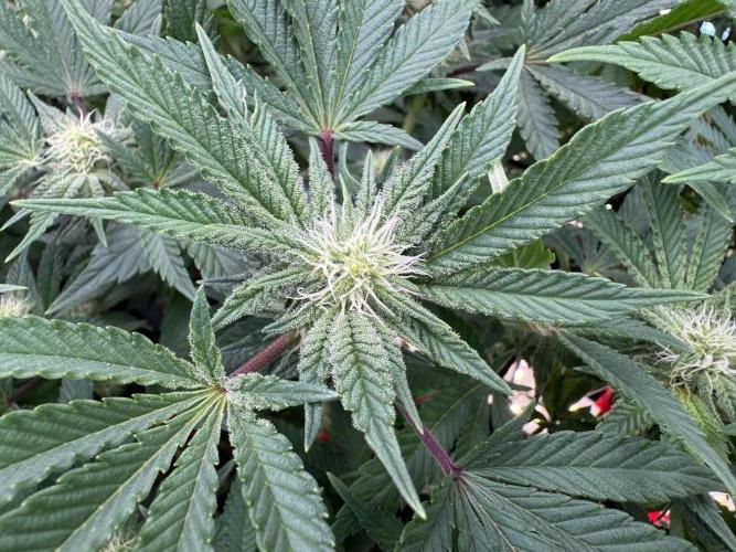 Astronaut Status #24 - Winter Grow. Week 9