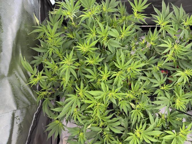 Astronaut Status #24 - Winter Grow. Week 7