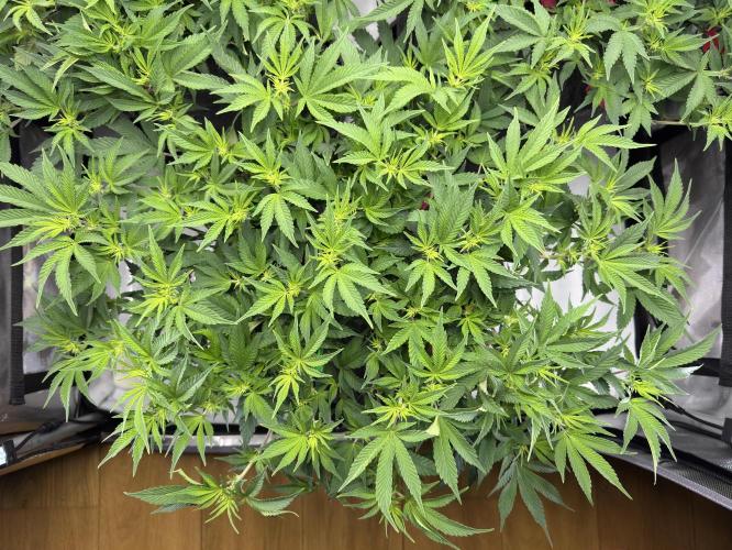 Astronaut Status #24 - Winter Grow. Week 7