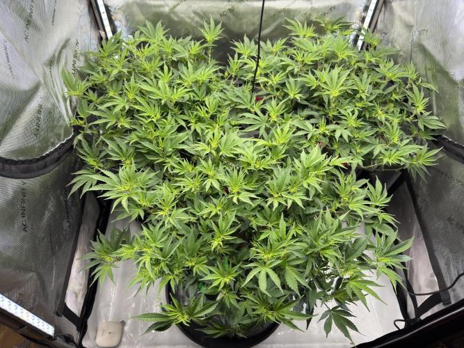 Astronaut Status #24 - Winter Grow. Week 7