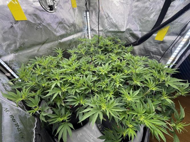 Astronaut Status #24 - Winter Grow. Week 7