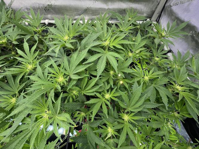 Astronaut Status #24 - Winter Grow. Week 8