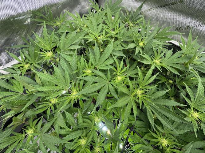 Astronaut Status #24 - Winter Grow. Week 8