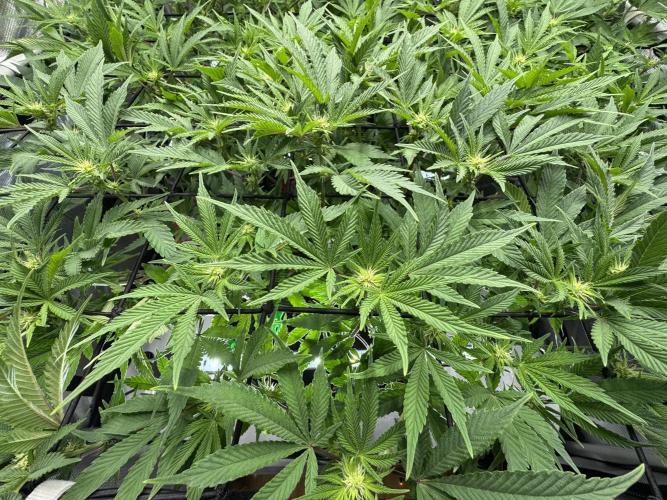 Astronaut Status #24 - Winter Grow. Week 8