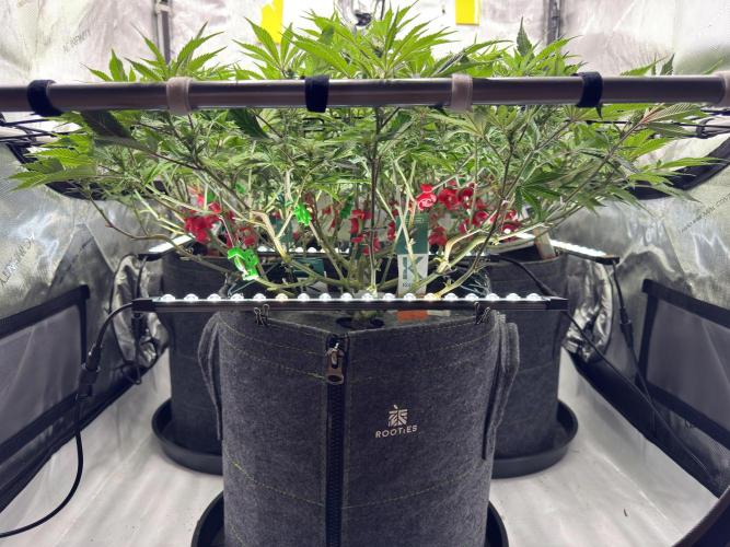 Astronaut Status #24 - Winter Grow. Week 8