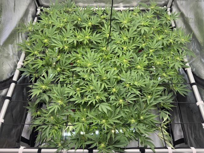 Astronaut Status #24 - Winter Grow. Week 8