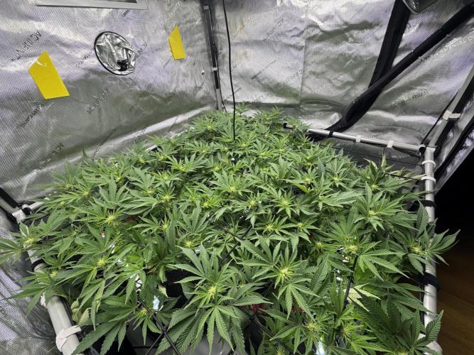 Astronaut Status #24 - Winter Grow. Week 8