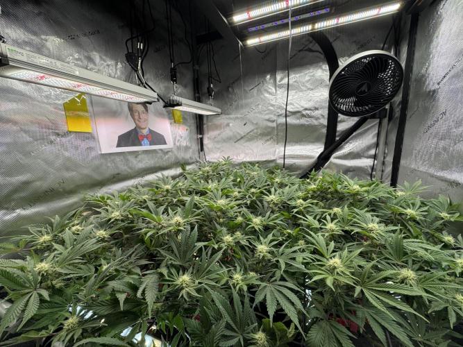 Astronaut Status #24 - Winter Grow. Week 9