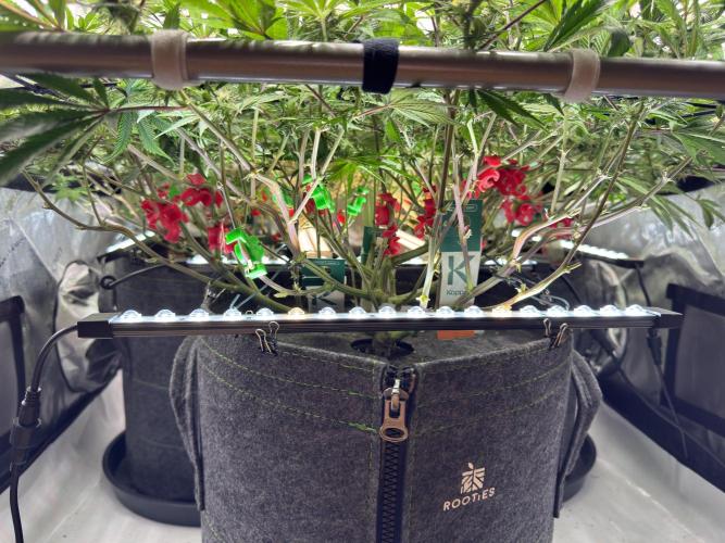 Astronaut Status #24 - Winter Grow. Week 9