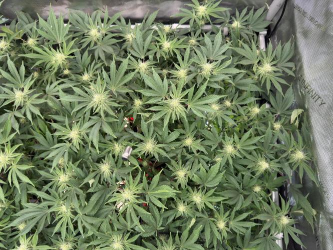 Astronaut Status #24 - Winter Grow. Week 9