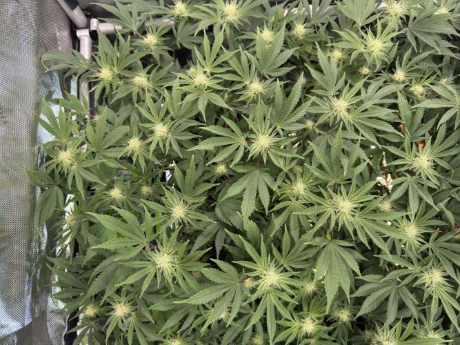 Astronaut Status #24 - Winter Grow. Week 9