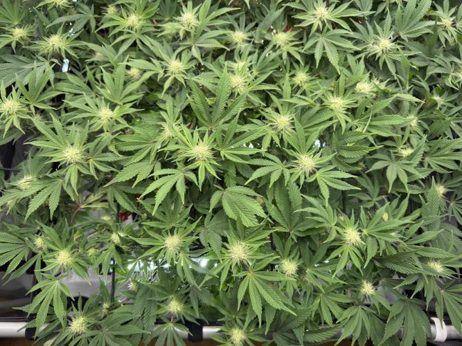 Astronaut Status #24 - Winter Grow. Week 9