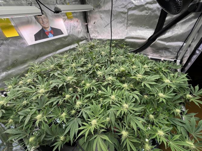 Astronaut Status #24 - Winter Grow. Week 9