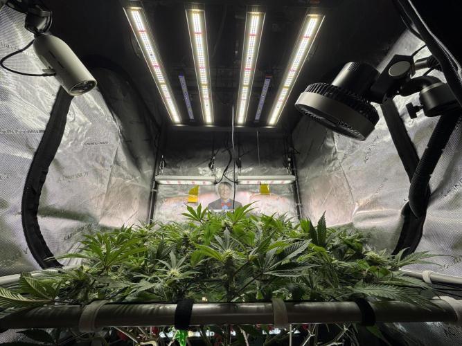 Astronaut Status #24 - Winter Grow. Week 9