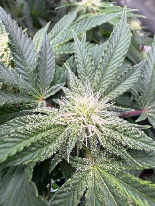 Astronaut Status #24 - Winter Grow. Week 9