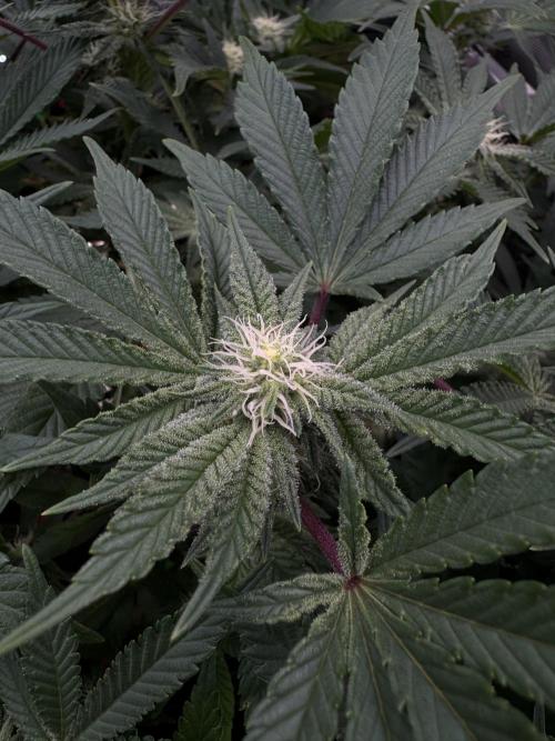 Astronaut Status #24 - Winter Grow. Week 9