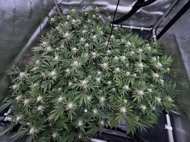 Astronaut Status #24 - Clearwater Cut. Week 10