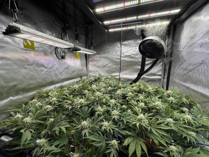 Astronaut Status #24 - Clearwater Cut. Week 10