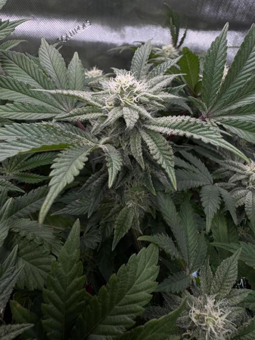 Astronaut Status #24 - Clearwater Cut. Week 10