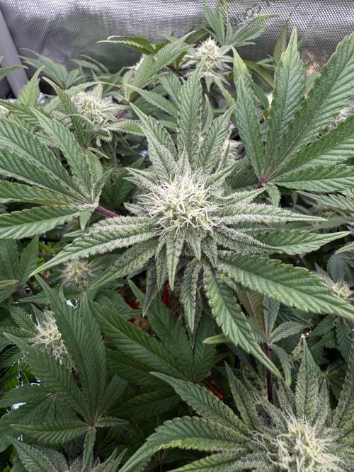 Astronaut Status #24 - Clearwater Cut. Week 10