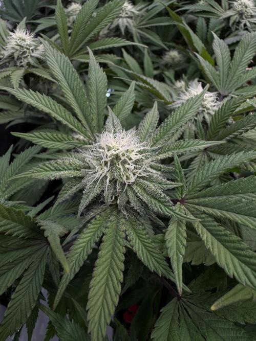 Astronaut Status #24 - Clearwater Cut. Week 10