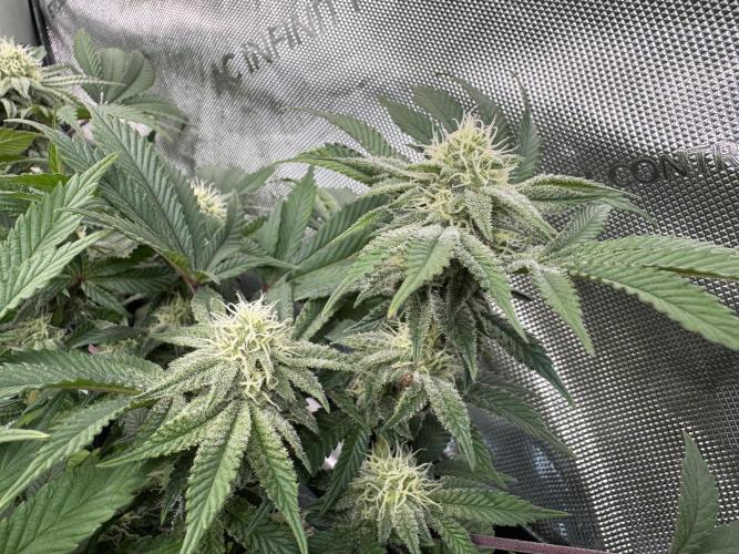 Astronaut Status #24 - Clearwater Cut. Week 10