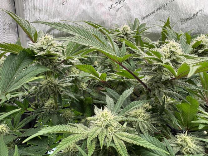 Astronaut Status #24 - Clearwater Cut. Week 10