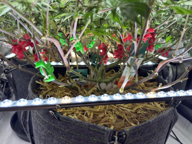 Astronaut Status #24 - Clearwater Cut. Week 10