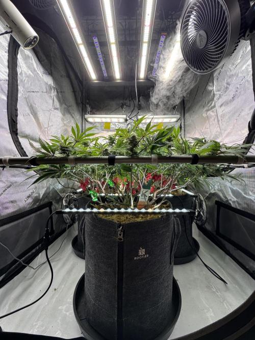 Astronaut Status #24 - Clearwater Cut. Week 10