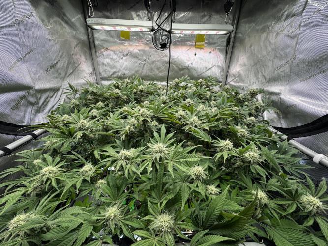 Astronaut Status #24 - Clearwater Cut. Week 10