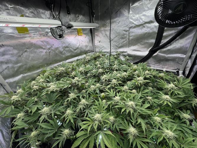 Astronaut Status #24 - Clearwater Cut. Week 10