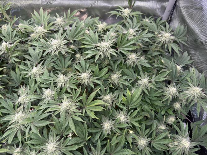 Astronaut Status #24 - Clearwater Cut. Week 10