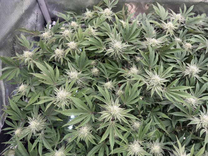 Astronaut Status #24 - Clearwater Cut. Week 10