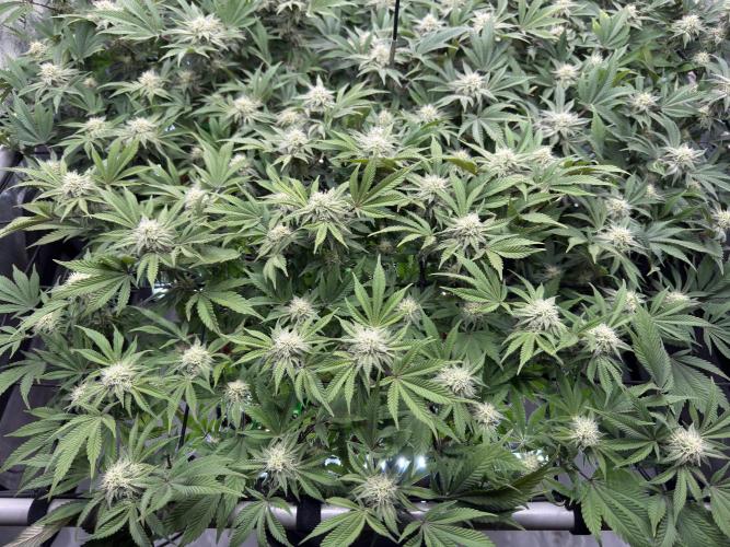 Astronaut Status #24 - Clearwater Cut. Week 10