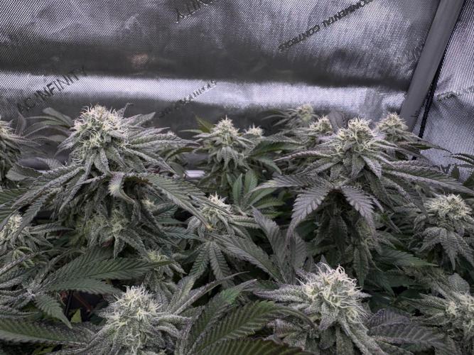 Astronaut Status #24 - Clearwater Cut. Week 11